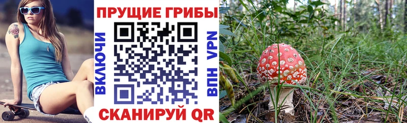 Купить где Видное Галлюциногенные грибы Magic Shrooms